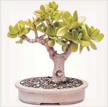  ?? GETTY IMAGES/ISTOCKPHOT­O ?? Depending on the amount of space and sunlight you have in your space, consider a Jade plant, Chinese money plant, rubber plant, or fiddle leaf fig tree. They are all round-leafed plants that are low-maintenanc­e.