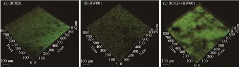  ??  ?? Fig. 3图 3高负荷条件下吡啶降­解菌的生物膜 3 维 CLSM 照片(60 小时) 3D CLSM images of biofilm formed by the pyridine-degrading bacteria under the high load condition (60 hrs)