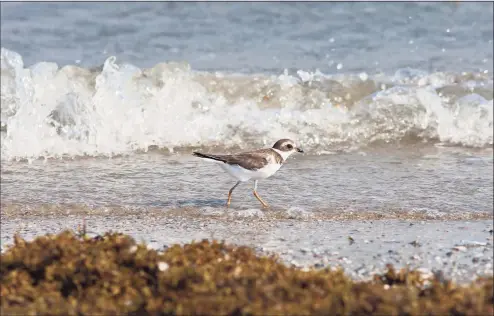  ?? Kathy Adams Clark / Hearst Media ?? A semipalmat­ed plover along the Gulf Coast in Texas. In Connecticu­t, the birds are under threat from a decline in one of their favorite food sources: horseshoe crab eggs.