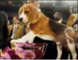  ?? JASON DECROW — THE ASSOCIATED PRESS FILE ?? Uno, a 15-inch beagle, shown posing with his trophy after winning Best in Show at the 132nd Westminste­r Kennel Club Dog Show at Madison Square Garden in New York, died Thursday at the 200acre ranch where he lived in Austin, Texas. He was 13.