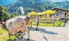  ?? FOTOS: MICHAEL SCHEYER ?? Auf der Buchrainer Alpe müssen alle Hände anpacken, egal ob große oder kleine. Wendelin Gentner treibt die Kühe auf die Weide.