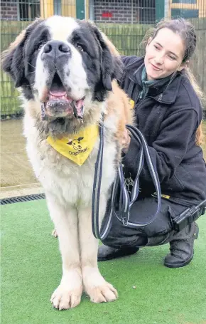  ??  ?? Publicity Picture Opie is definitely not a lap dog, says canine carer Abigail Whitmore.