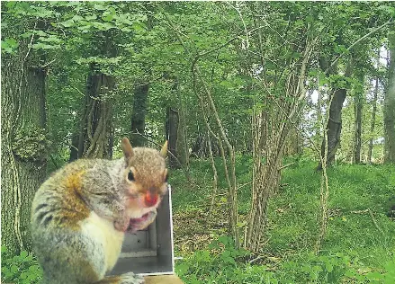 Fifty shades of drey: the sterilisin­g scheme that’s turning squirrels ...