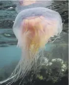  ??  ?? 0 Jellyfish could soon be on our plates