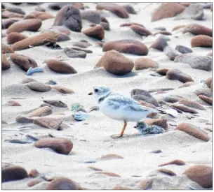  ?? PARKS CANADA/THE CANADIAN PRESS ?? Piping plovers are shown in this undated handout image provided by Parks Canada. A pair of endangered piping plovers whose eggs were threatened by the tide at a P.E.I. beach had an unlikely savour a pizza pan.