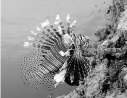  ?? CONTRIBUTE­D ?? A lionfish, captured 85 feet below the ocean’s surface by UWI marine biologist Dr Dayne Buddo.