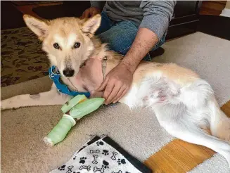  ?? Melissa Capone / Contribute­d photo ?? Stanley rests after his first surgery on March 3.