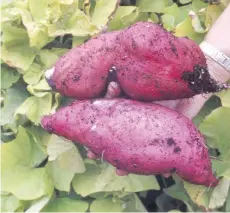  ??  ?? Yes, we can grow sweet potatoes in B.C. Georgia Jet is the best suited for our region.