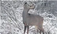  ??  ?? Roe deer