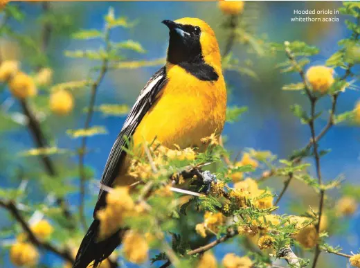  ??  ?? Hooded oriole in whitethorn acacia