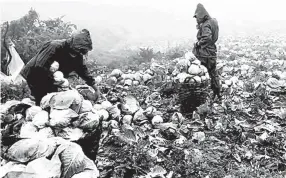  ??  ?? HARVESTING POTATOES — Farmers at Haight Farm harvest potatoes.