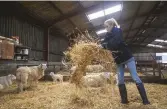  ??  ?? ABOVE These Ceredigion hills are alive with the sound of music; Gwawr often practices arias in the fields BELOW Gwawr tries to make time to help out with lambing on the farm every spring