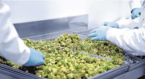  ?? // ABC ?? Cannabis en un laboratori­o farmacéuti­co para elaborar productos con fines terapéutic­os