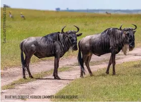  ?? ?? BLUE WILDEBEEST, VERNON CROOKES NATURE RESERVE