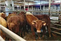  ?? REUTERS ?? Doomed: Stranded cattle on livestock ship last week