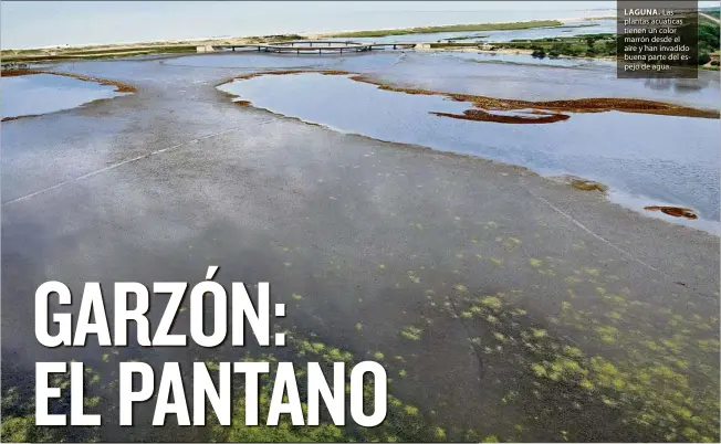  ?? ?? LAGUNA.
Las plantas acuáticas tienen un color marrón desde el aire y han invadido buena parte del espejo de agua.