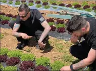  ?? SUBMITTED PHOTO ?? Two chefs, Taylor Hoover and Sean Killian, look at produce being grown which they shall feature on upcoming seasonal menus at the Harvest in Glen Mills, Concord Township. The pair toured a Lancaster farm on May 12.