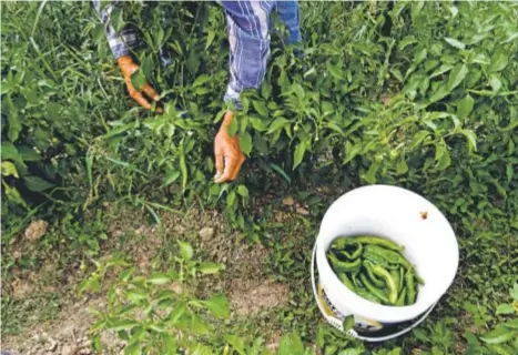  ??  ?? Reuben Leon, owner of Leon Farms, handpicks peppers at Leon Farms in Delta.