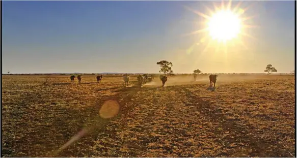  ?? Photos: Anne Smith ?? RESEARCH PROJECT: Cattle travelling through the blistering sun is one of the photos depicting the hardships of the drought in the Barcaldine region.