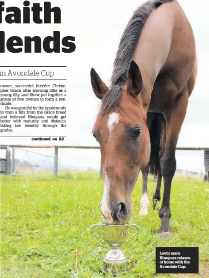  ?? ?? Levin mare Hinepara relaxes at home with the Avondale Cup.