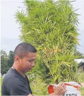  ?? PRASIT TANGPRASER­T ?? Cannabis plants seized in Nakhon Ratchasima’s Wang Nam Khieo district.