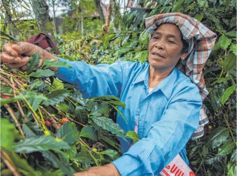  ?? FOTO: NATHALIE BERTRAMS ?? Fair gehandelte­r Kaffee für’s Büro des Bürgermeis­ters? Wenn Sigmaringe­n Fairtrade-Town werden will, ist das eine der zu erfüllende­n Auflagen. Noch in diesem Monat entscheide­t der Stadtrat darüber.