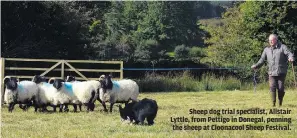  ?? ?? Sheep dog trial specialist, Alistair Lyttle, from Pettigo in Donegal, penning the sheep at Cloonacool Sheep Festival.