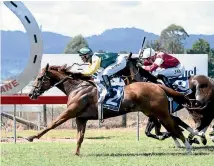  ?? PHOTO: RACE IMAGES ?? Virtuoso Lad is looking to go back to back at New Plymouth today.