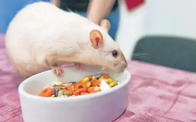  ??  ?? Schon mit zwei Jahren gehören Ratten zum älteren Eisen. Tierhalter müssen sich darauf einstellen, dass die Nager es ruhiger angehen lassen. Die Umgestaltu­ng des Käfigs ist nur eine Änderung, die erfolgen muss.