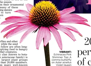  ?? ?? VIBRANT: Echinacea Pink Shimmer. Top: A comma butterfly on Aster amellus Violet Queen