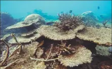  ?? GREG TORDA VIA AGENCE FRANCE-PRESSE ?? A dead and eroding section of reef following back-to-back bleaching events.