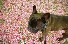  ??  ?? Auf einem Teppich aus Kirschblüt­en dreht French Bulldog Enzo de la Couronne im Augsburger Textilvier­tel seine Gassirunde mit Herrchen Dieter Mitulla.