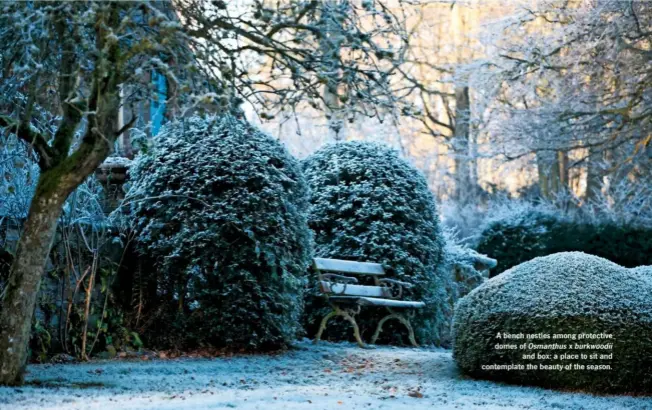  ??  ?? A bench nestles among protective domes of Osmanthus x burkwoodii and box: a place to sit and contemplat­e the beauty of the season.