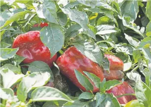  ?? Provided by CSU Online Distance Education Program ?? Aristotle grew almost 4 pounds of sweet bell peppers per plant. “These are the most gorgeous peppers you’ve ever seen,” Mason said.