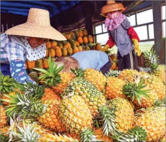  ?? CHEN JIMIN / CHINA NEWS SERVICE ?? Farmers load freshly harvested pineapples onto a truck in Xuwen county, Guangdong province, on March 11. The county, at the southernmo­st tip of the Chinese mainland, has been growing pineapples for nearly 100 years and now produces 700,000 metric tons of the fruit a year.