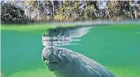  ?? RED HUBER/STAFF FILE PHOTO ?? A manatee comes to the surface to get a breath of air at Blue Spring State Park in Orange City.