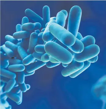  ?? FOTO: SEBASTIAN KAULITZKI/IMAGO ?? Schematisc­he Darstellun­g des Bakteriums Legionella pneumophil­a: Legionelle­n können bei Menschen Krankheite­n auslösen – von grippearti­gen Beschwerde­n bis hin zu schweren Lungenentz­ündungen.