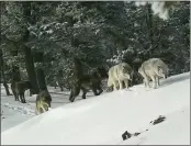  ?? OREGON DEPARTMENT OF FISH AND WILDLIFE ?? A wolf pack is captured by a remote camera in Hells Canyon National Recreation Area in northeast Oregon near the Idaho border.