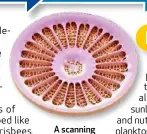  ??  ?? A scanning electron micrograph of a diatom (Arachnoidi­scus sp.).