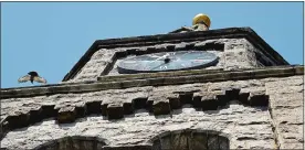  ??  ?? A pigeon lands on the ledge of the clock tower of Engaging Heaven Church in New London. The clock has been stopped for about a decade.