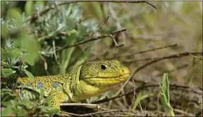  ??  ?? Le lézard ocellé vit dans le cordon dunaire en Nouvelle-Aquitaine.