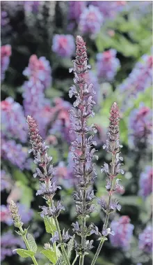  ??  ?? Salvia Bordeau Compact Sky Blue offers rich violet-blue spikes of colour for the summer border. Hardy salvia will come back reliably year after year.