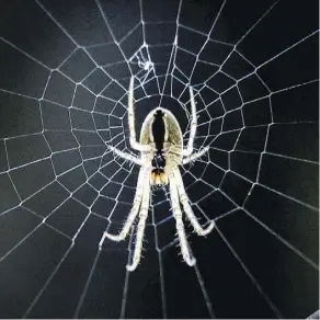  ?? YURI KADOBNOV/AFP/GETTY IMAGES ?? A burglar alarm that played a nursery rhyme was triggered by spiders scuttling across a camera.