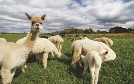  ??  ?? When raising fiber livestock, be sure to include time for grooming.