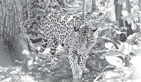  ?? FOTOS: ESPECIAL ?? Si se acaban los jaguares en México impacta en la función de los ecosistema­s