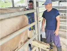  ?? Picture: SUPPLIED ?? My volunteer activity aims at improving dairy cows for better increase of milk production using AI (Artificial Inseminati­on).