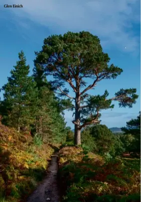  ??  ?? Glen Einich
Walking from Cuillin Bridge to Loch Einich in the Cairngorms you pass through magnificen­t pine woods. As you walk deeper through the trees it feels as if the woods are inhaling you. It is a truly magical place with morning dew clinging to the swathes of juniper.