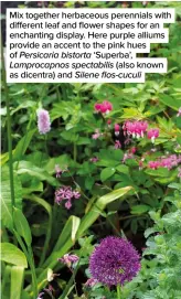  ?? ?? Mix together herbaceous perennials with different leaf and flower shapes for an enchanting display. Here purple alliums provide an accent to the pink hues of Persicaria bistorta ‘Superba’, Lamprocapn­os spectabili­s (also known as dicentra) and Silene flos-cuculi