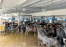  ??  ?? Cows walk themselves to fully-automated milking units.