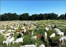  ?? Hannah Padilla/City of West Sacremento ?? West Sacramento, Calif., rented 400 goats in the spring to consume weeds and tall grass at potential wildfire locations.